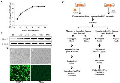 The Cellular and Viral circRNAs Induced by Fowl Adenovirus Serotype 4 Infection